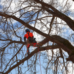 Tree Services: Essential Care for Healthy, Safe, and Beautiful Landscapes