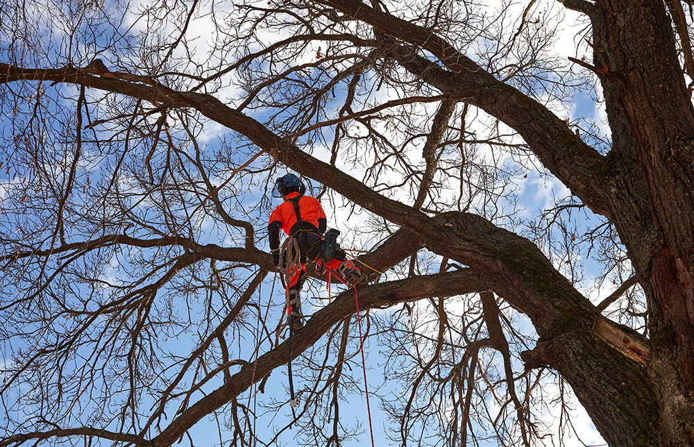 Tree Services: Essential Care for Healthy, Safe, and Beautiful Landscapes